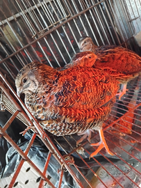 6 femmine e un maschio Quaglie jumbo