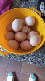 U.o.v.a. galline incrociate