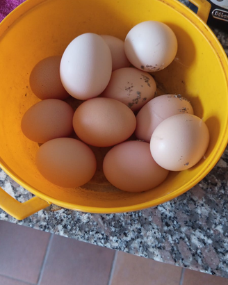 U.o.v.a. galline incrociate