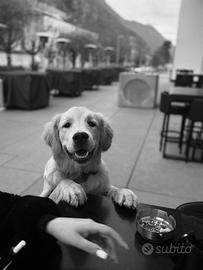 Golden retriever americano