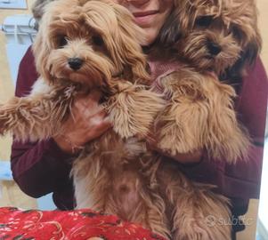 Maltipoo