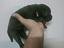 Immagine 2