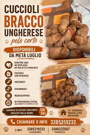 Bracco ungherese