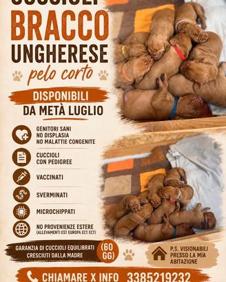 Bracco ungherese