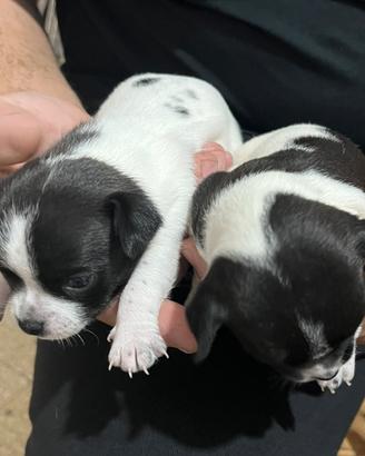 Chiuhuahua
