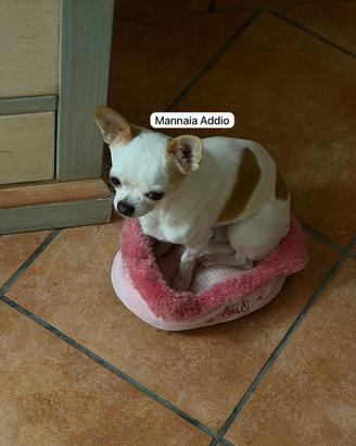Cucciolo ciuaua