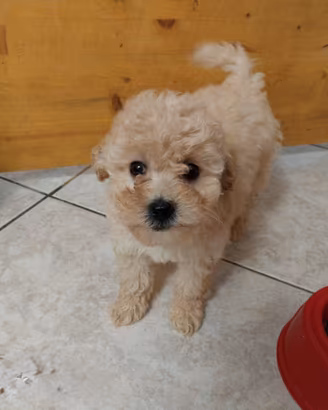 Barboncino nano