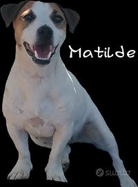 Jack russell