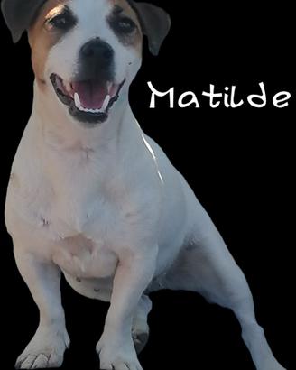 Jack russell
