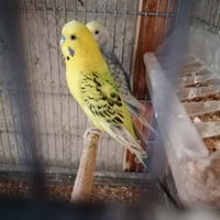 Cocorite, Pappagalli: nuovi arrivi