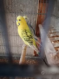 Cocorite, Pappagalli: nuovi arrivi