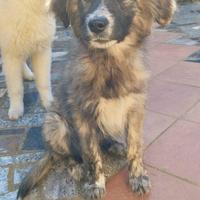 Cucciola di 5 mesi taglia media