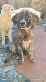 Cucciola di 5 mesi taglia media