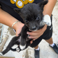 Cani border collie