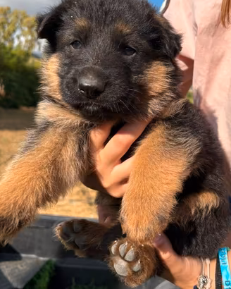 Cucciolo pastore tedesco
