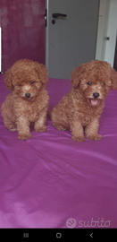 Barboncino nano e toy