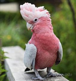 Pappagallo cacatua rosa