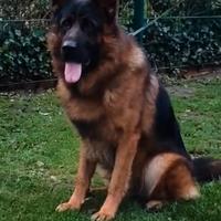 Issimi cuccioli di pastore tedesco