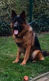 Issimi cuccioli di pastore tedesco