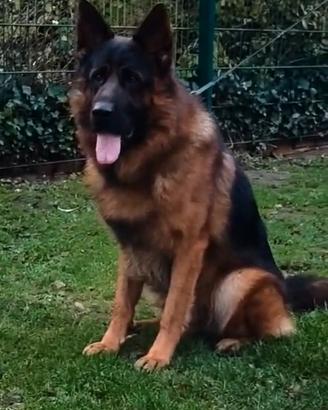 Issimi cuccioli di pastore tedesco