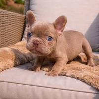 Disponibili cuccioli di Bulldog Francese Exotic