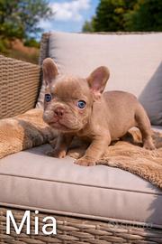 Disponibili cuccioli di Bulldog Francese Exotic