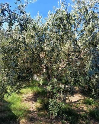 Alberi di ulivo