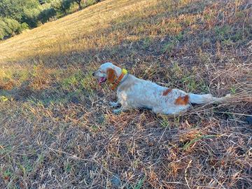 Setter inglese