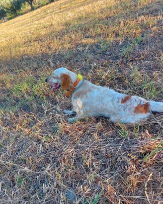Setter inglese