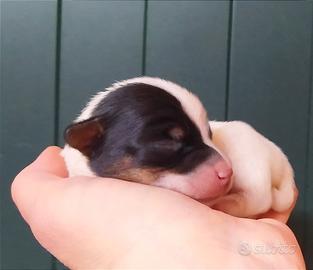 Unico cucciolo di jack Russell