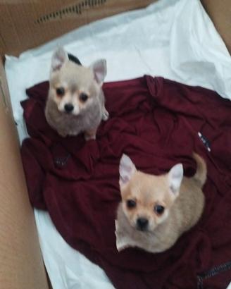 Chihuahua maschi