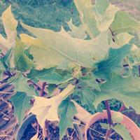 datura stramonio