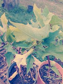 datura stramonio