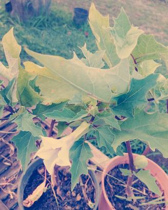datura stramonio