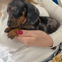 Arlecchino Kaninchen Bassotto