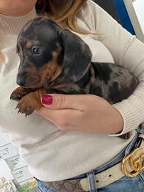 Arlecchino Kaninchen Bassotto