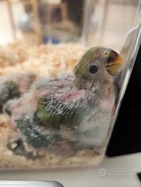 Inseparabili da Imbecco (20 giorni)