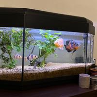 Acquario panoramico (circa 85-90 lt)