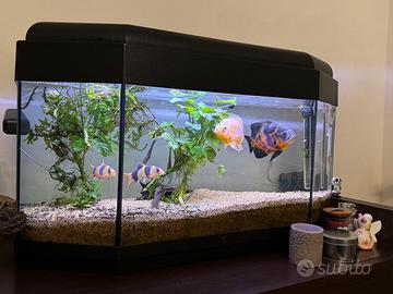 Acquario panoramico (circa 85-90 lt)