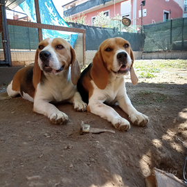2 beagle femmine