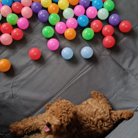 Cucciolo di barboncino MINI TOY