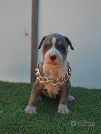 Pitbull tricolor e blue nose