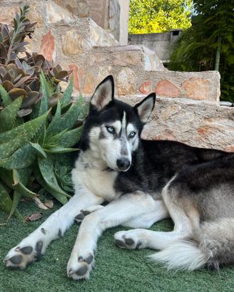 Husky per Accoppiamento