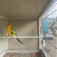 Maschio opalino parrocchetto dal groppone rosso