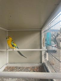 Maschio opalino parrocchetto dal groppone rosso