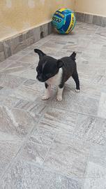 Cucciola di chihuahua
