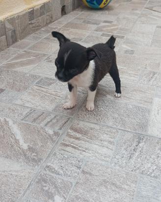 Cucciola di chihuahua