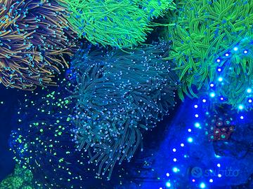 Acquario marino