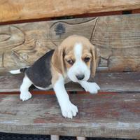 Beagle cuccioli