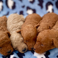 Cuccioli di barboncino Red Toy da borsetta